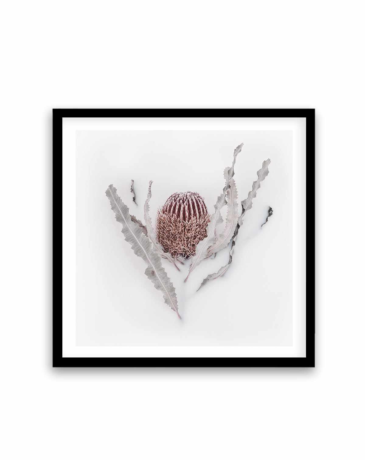 Banksia II | Art Print