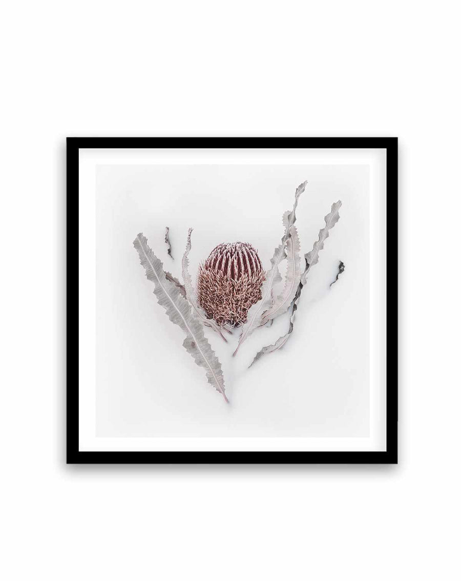 Banksia II | Art Print from Olive et Oriel where you can shop wallpaper and artworks online