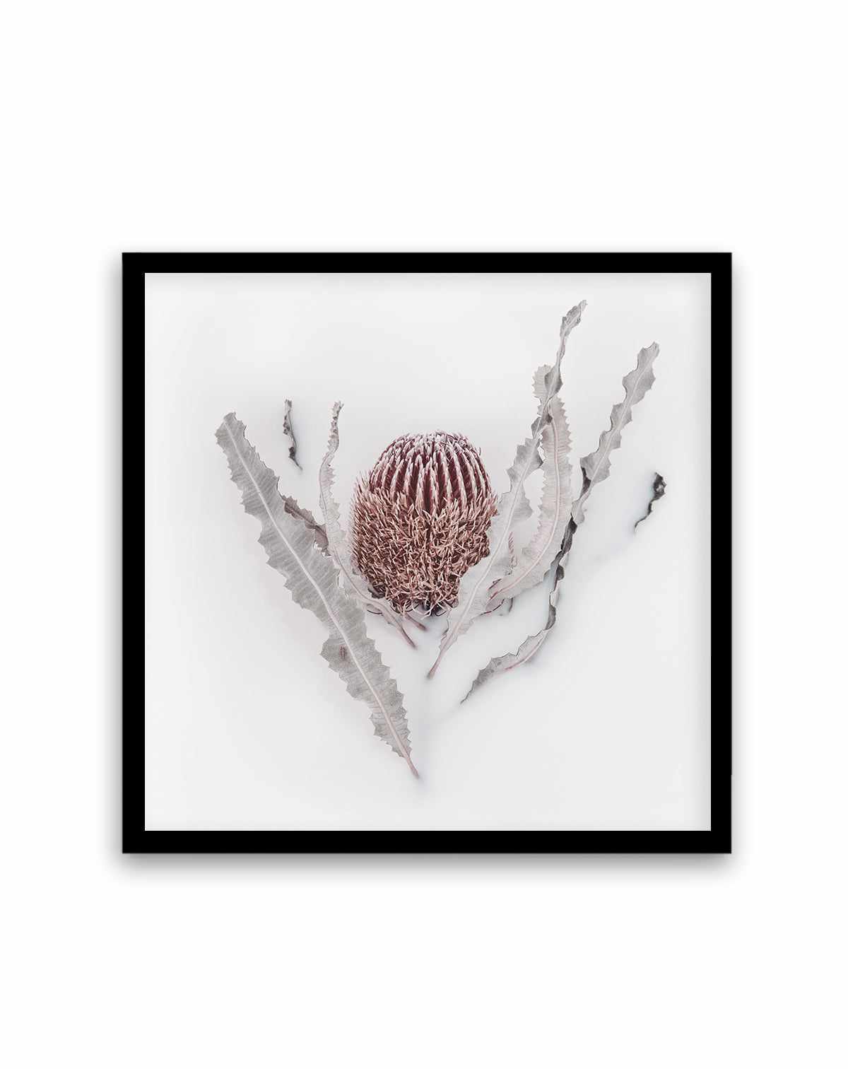 Banksia II | Art Print