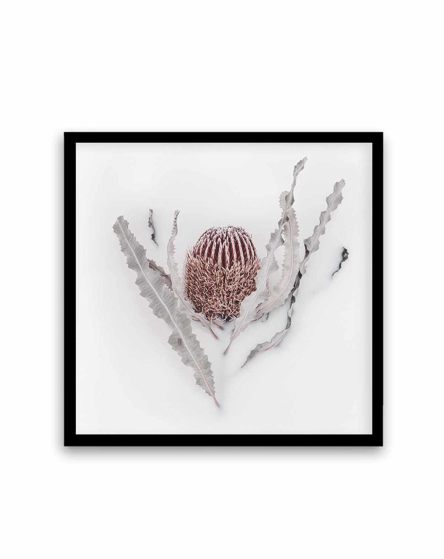 Banksia II | Art Print from Olive et Oriel where you can shop wallpaper and artworks online