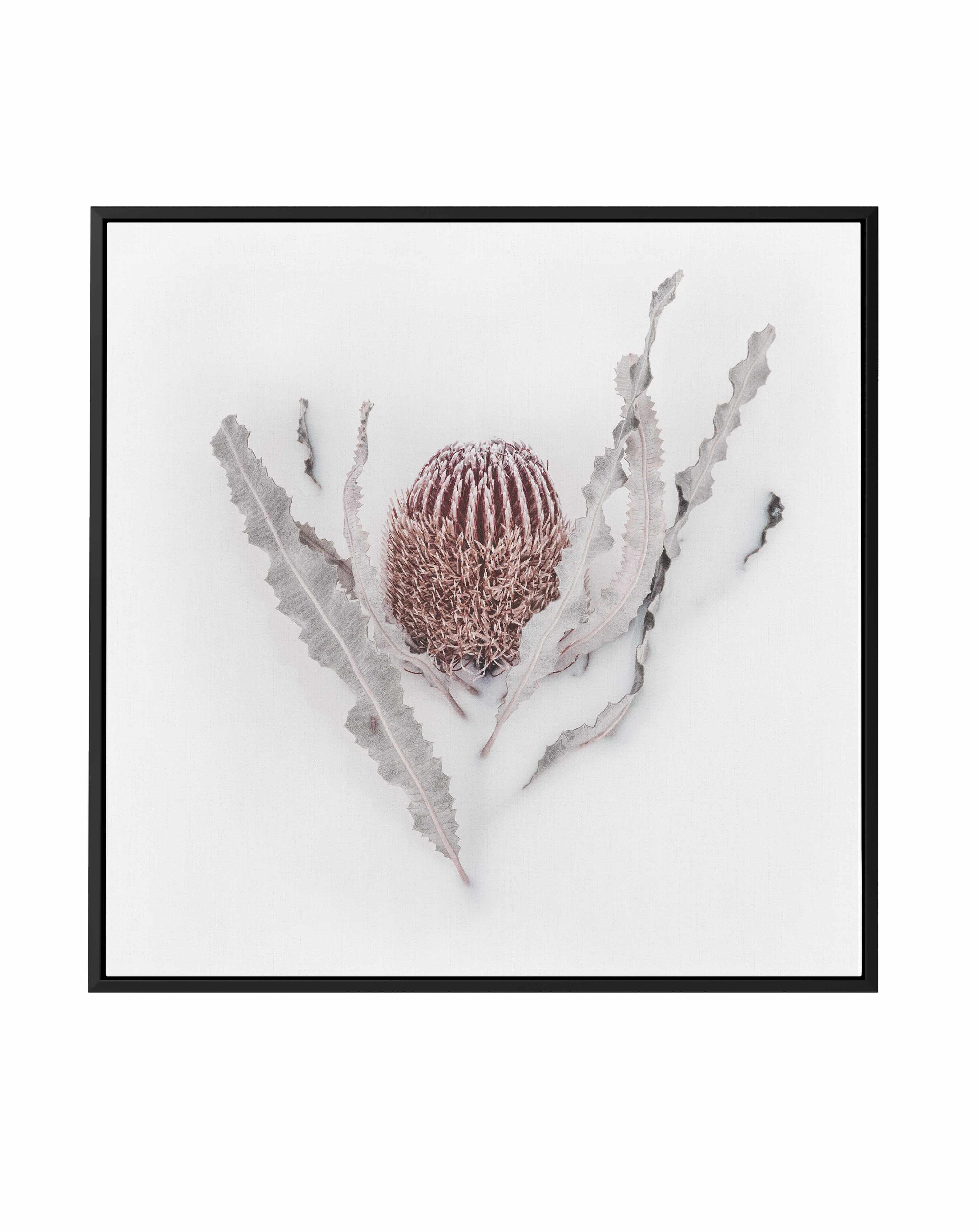 Banksia II | Framed Canvas Art Print