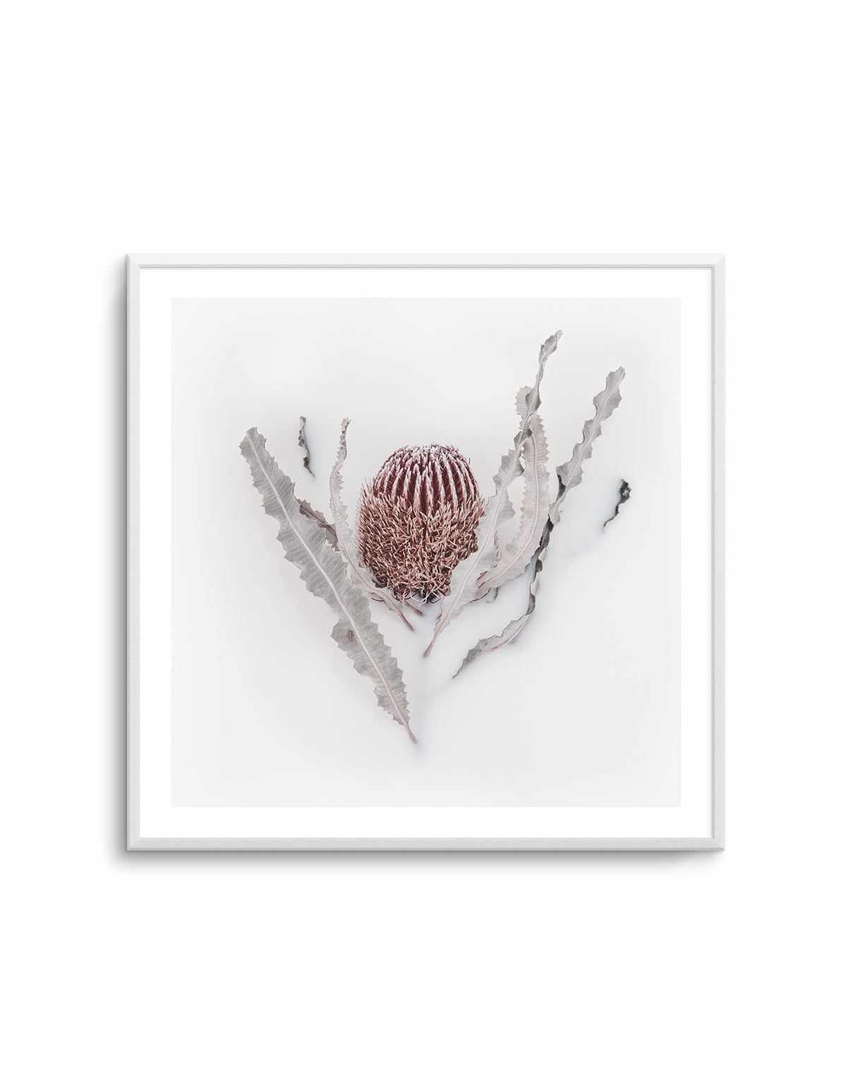 Banksia II | Art Print