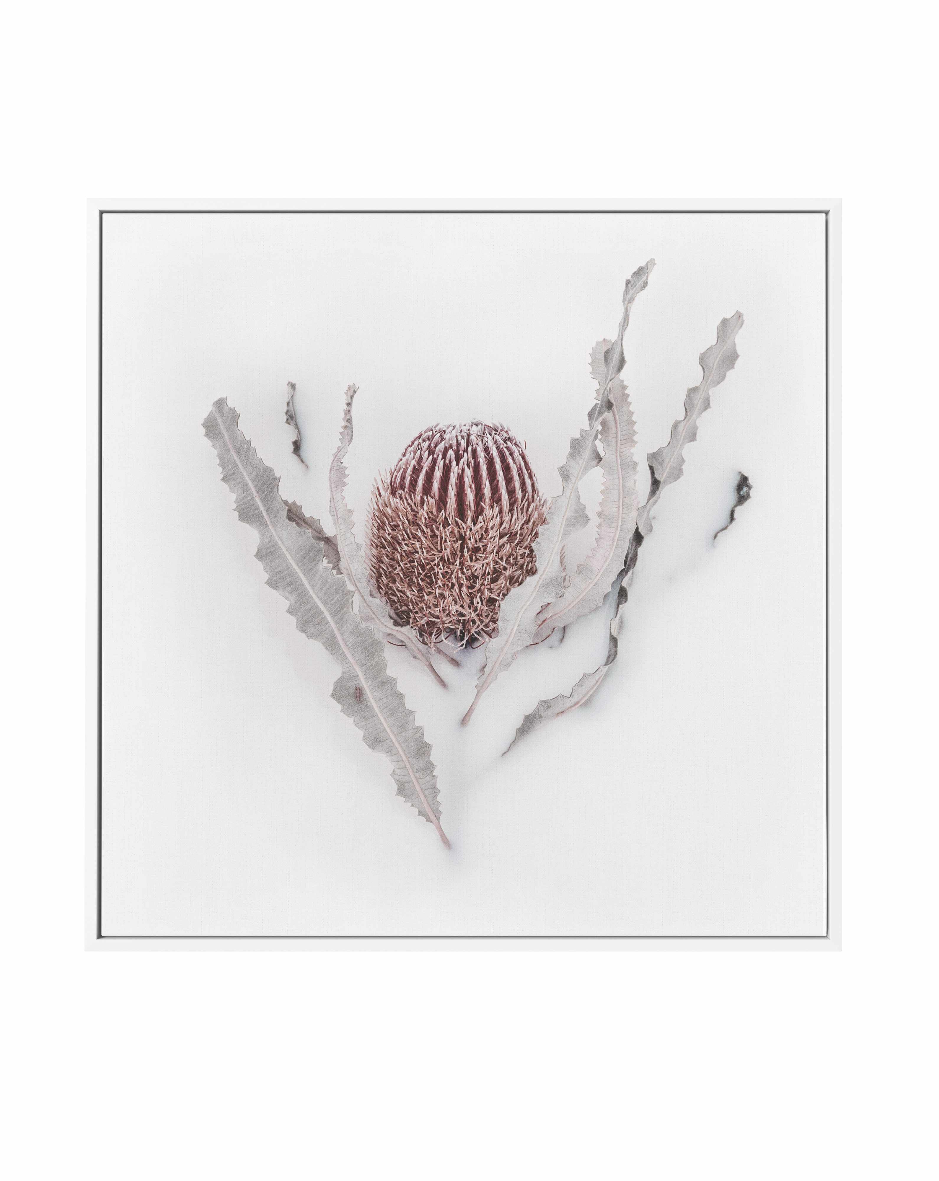 Banksia II | Framed Canvas Art Print