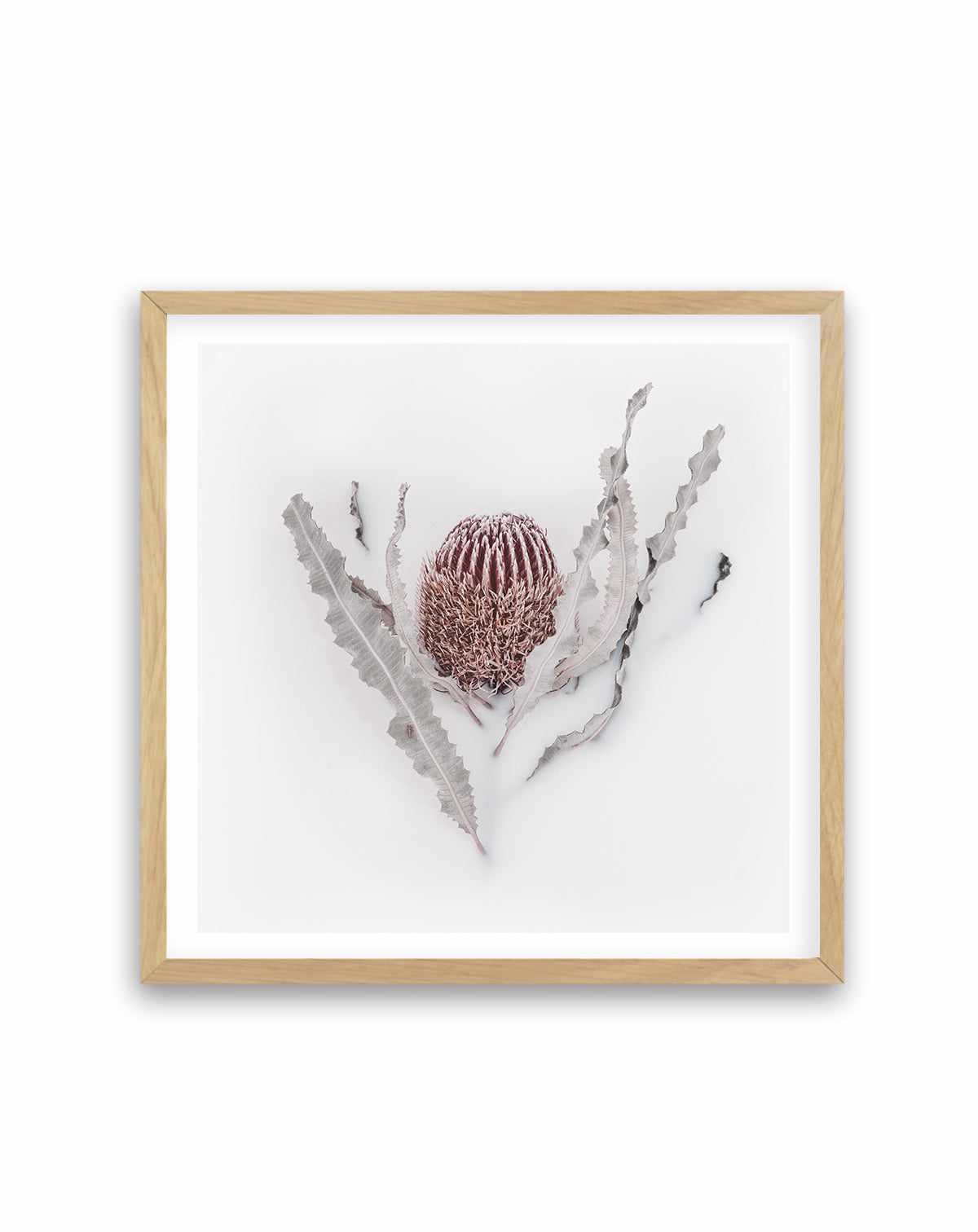 Banksia II | Art Print