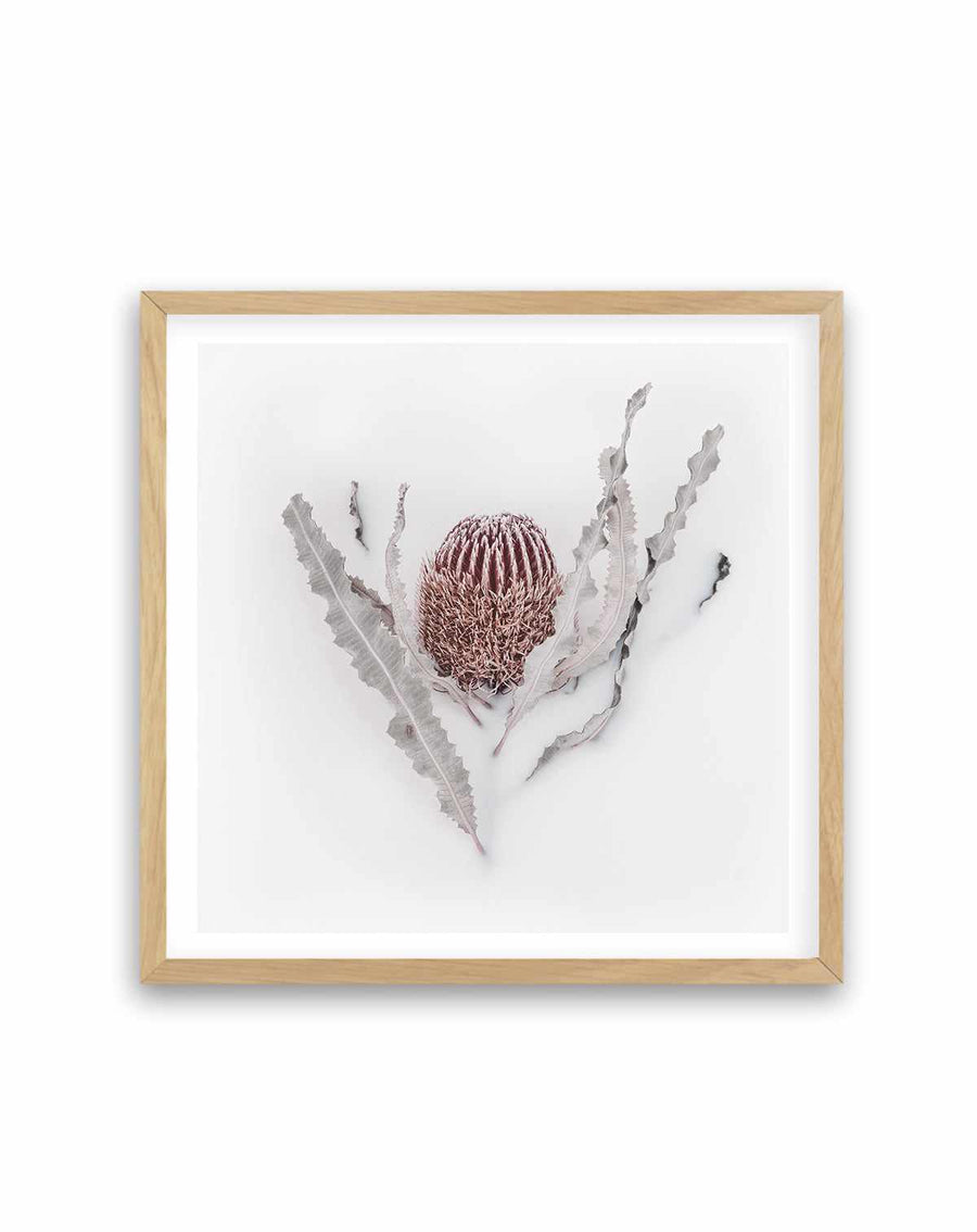 Banksia II | Art Print from Olive et Oriel where you can shop wallpaper and artworks online