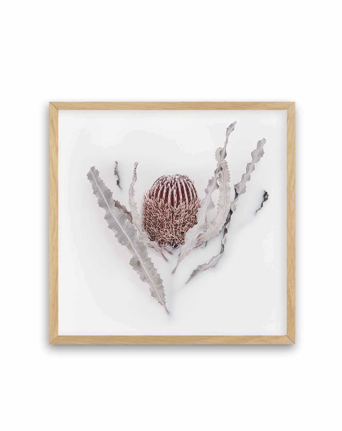 Banksia II | Art Print