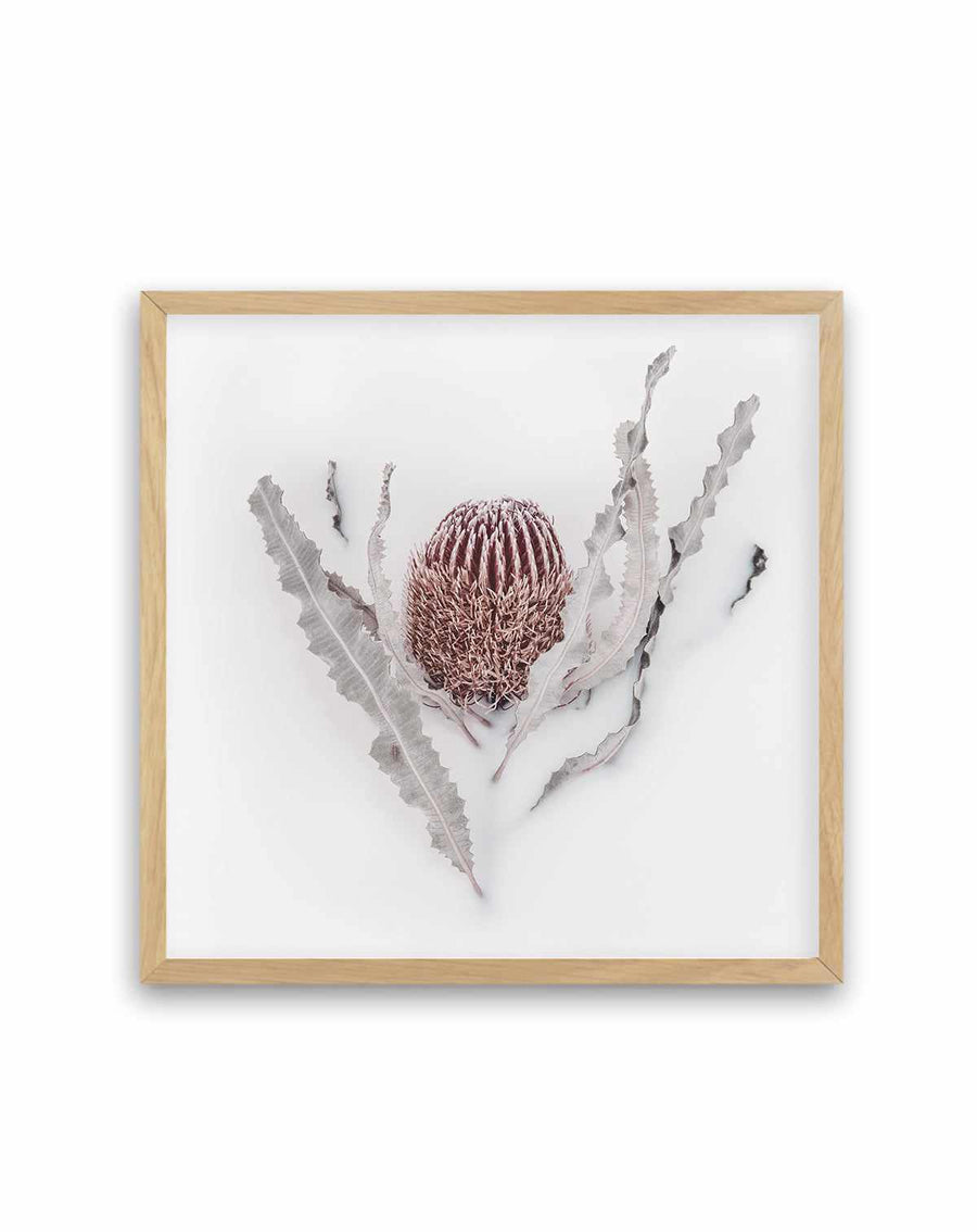 Banksia II | Art Print from Olive et Oriel where you can shop wallpaper and artworks online