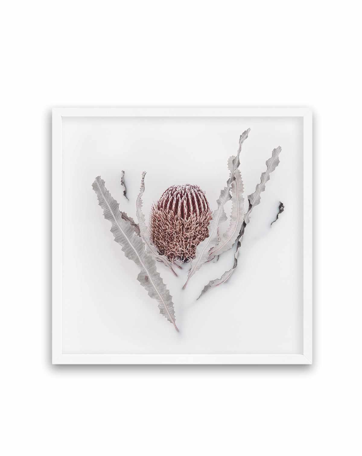 Banksia II | Art Print