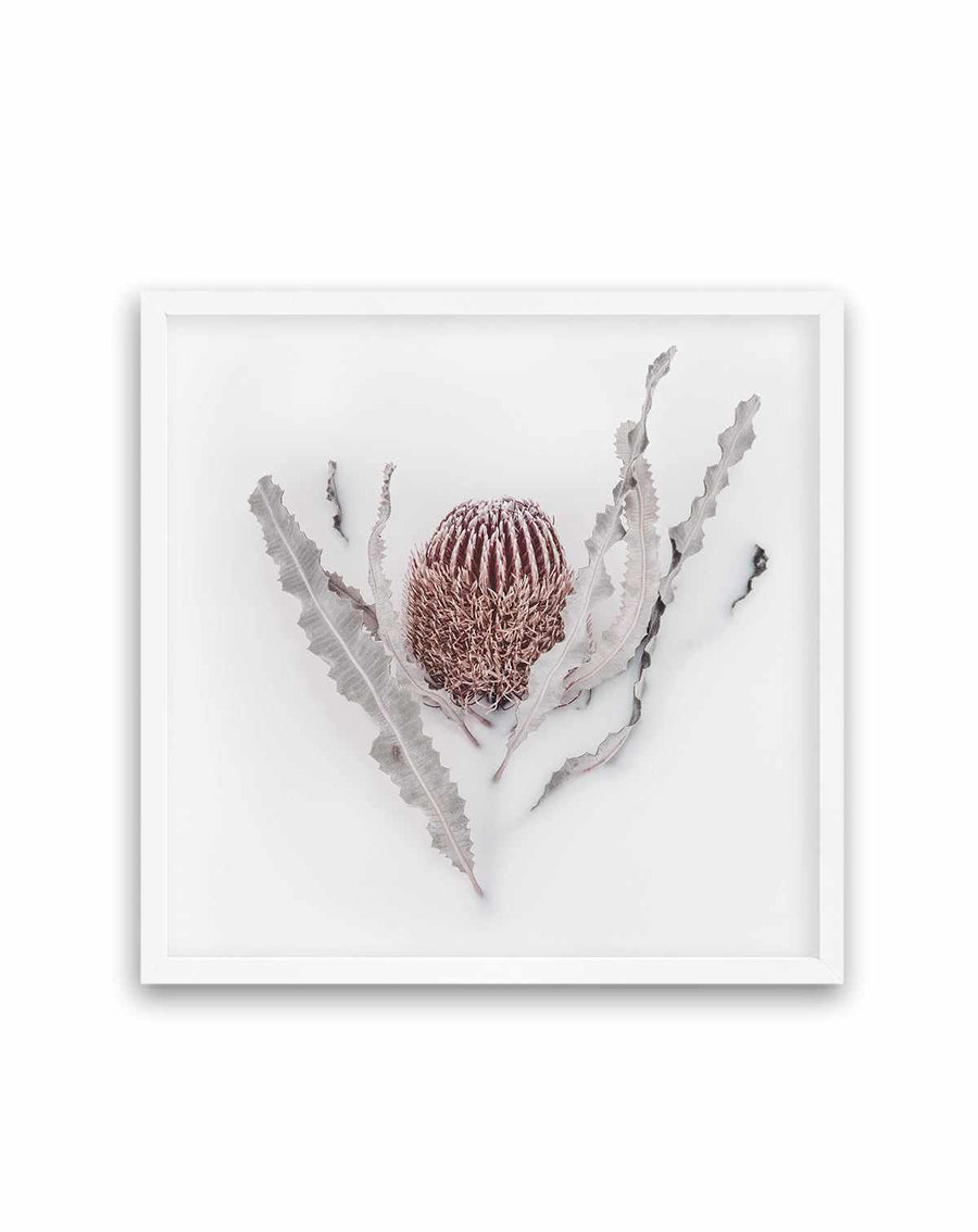 Banksia II | Art Print from Olive et Oriel where you can shop wallpaper and artworks online