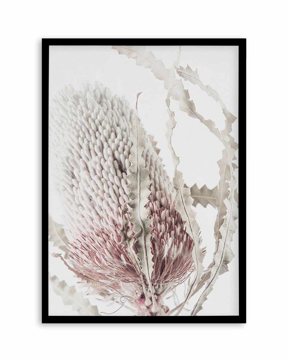 Banksia II Art Print