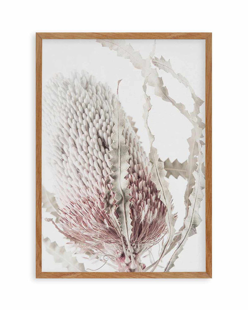 Banksia II Art Print