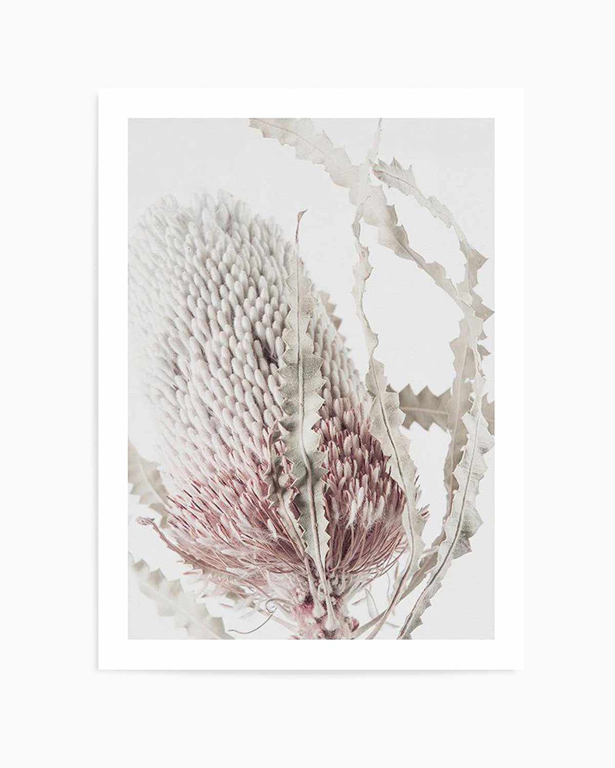 Banksia II Art Print