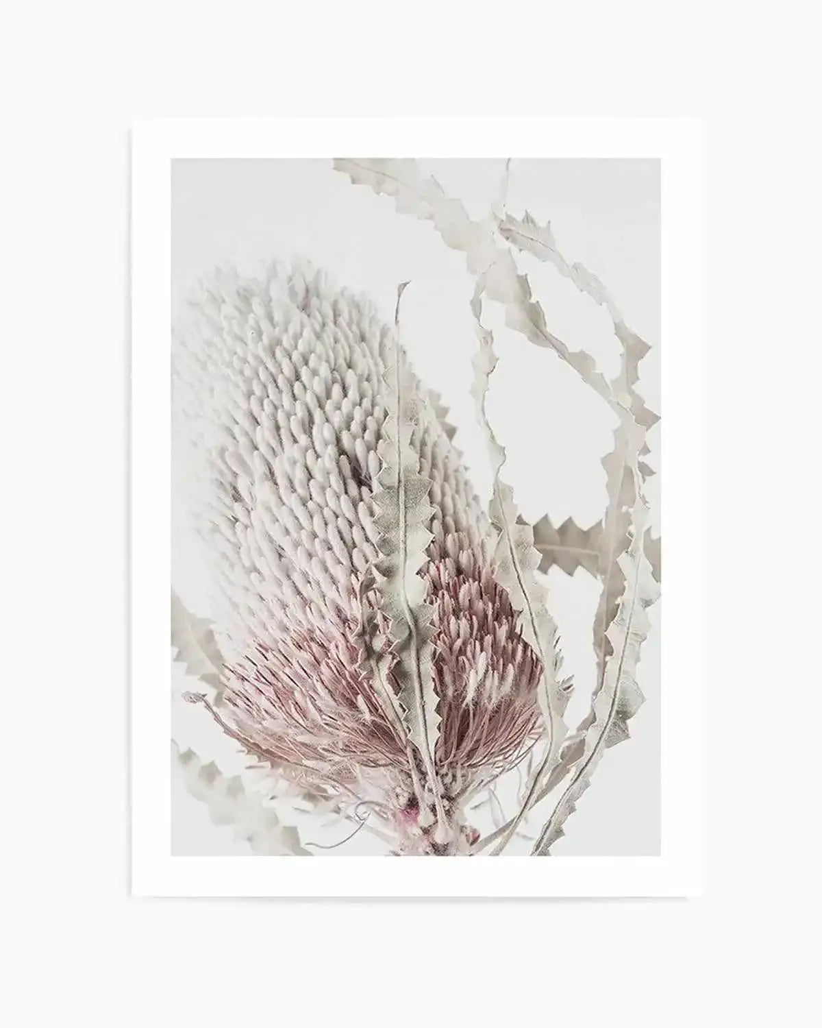 Banksia II Art Print from Olive et Oriel where you can shop wallpaper and artworks online