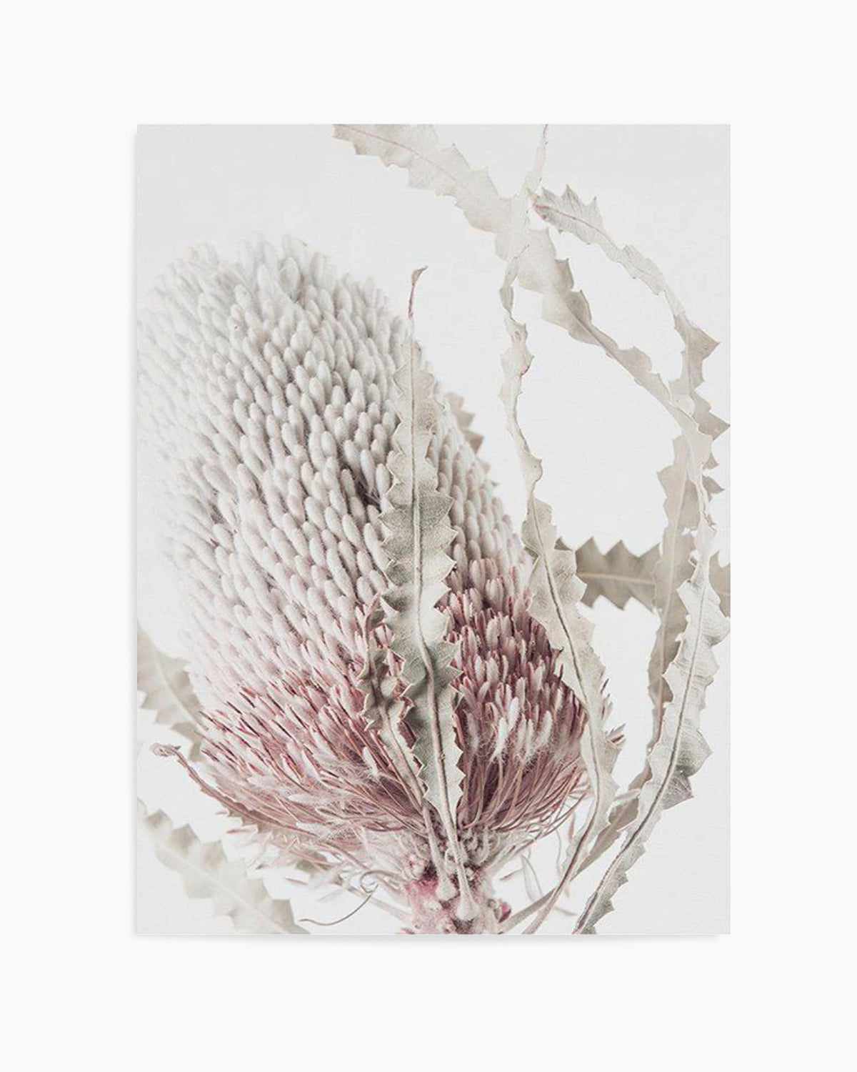 Banksia II Art Print