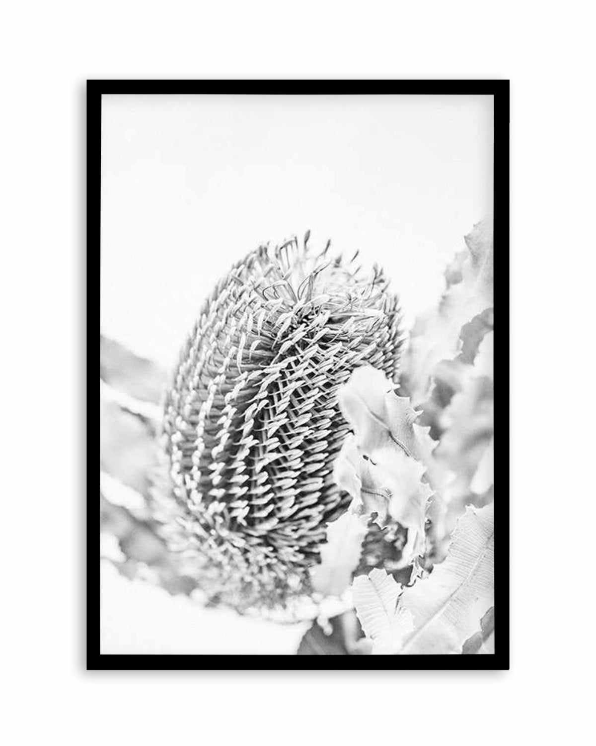 Banksia II B&W Art Print