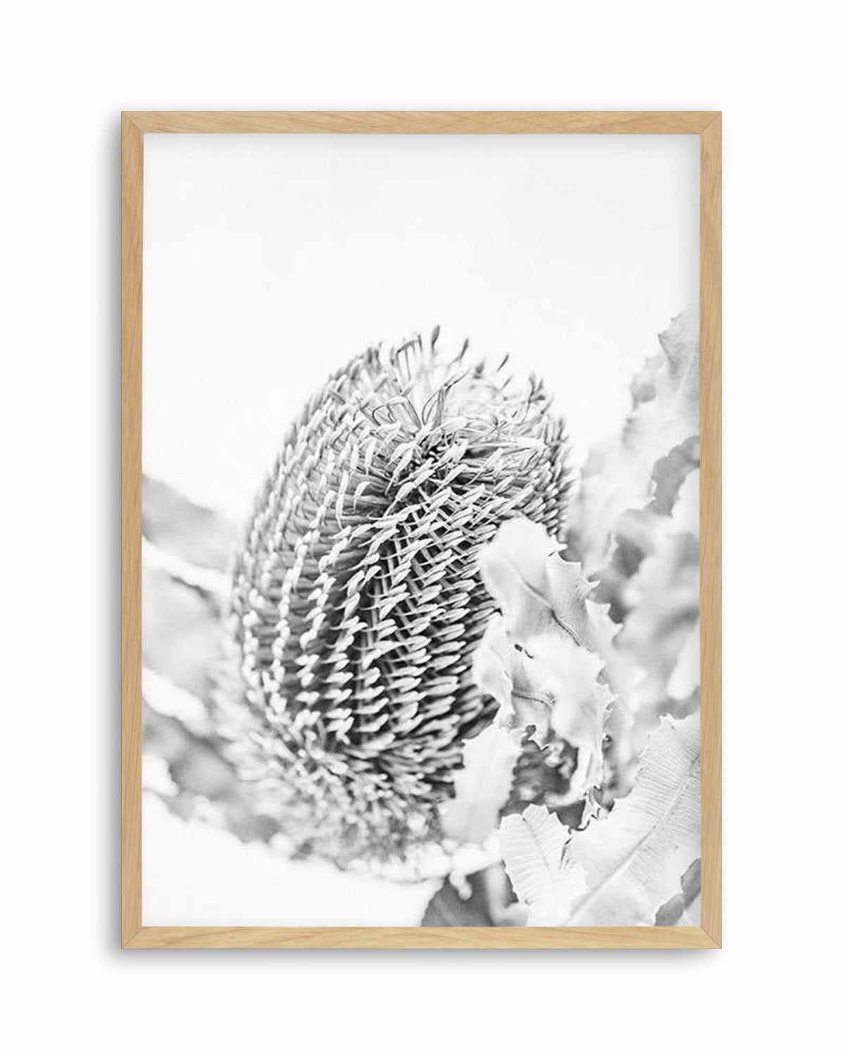 Banksia II B&W Art Print