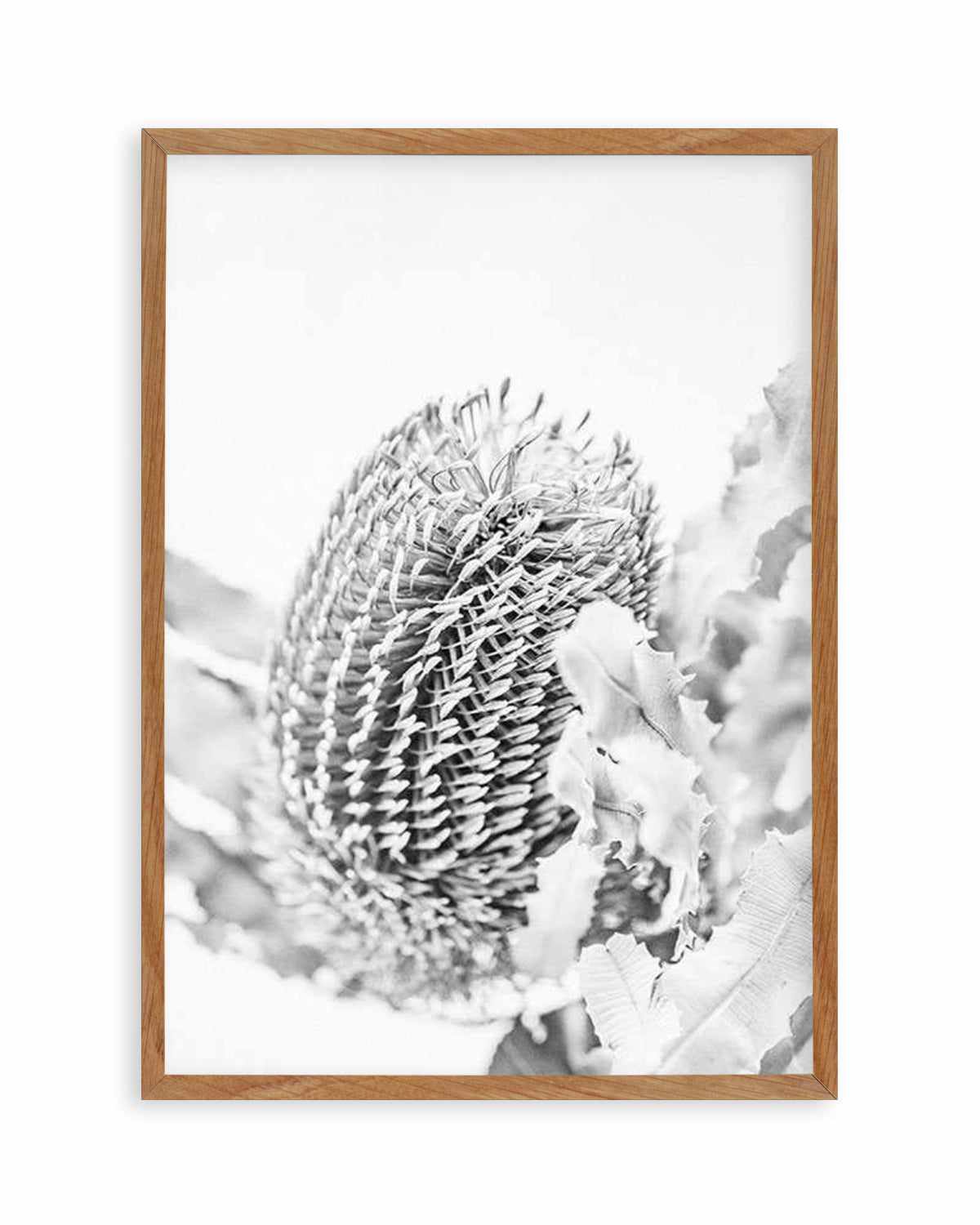 Banksia II B&W Art Print