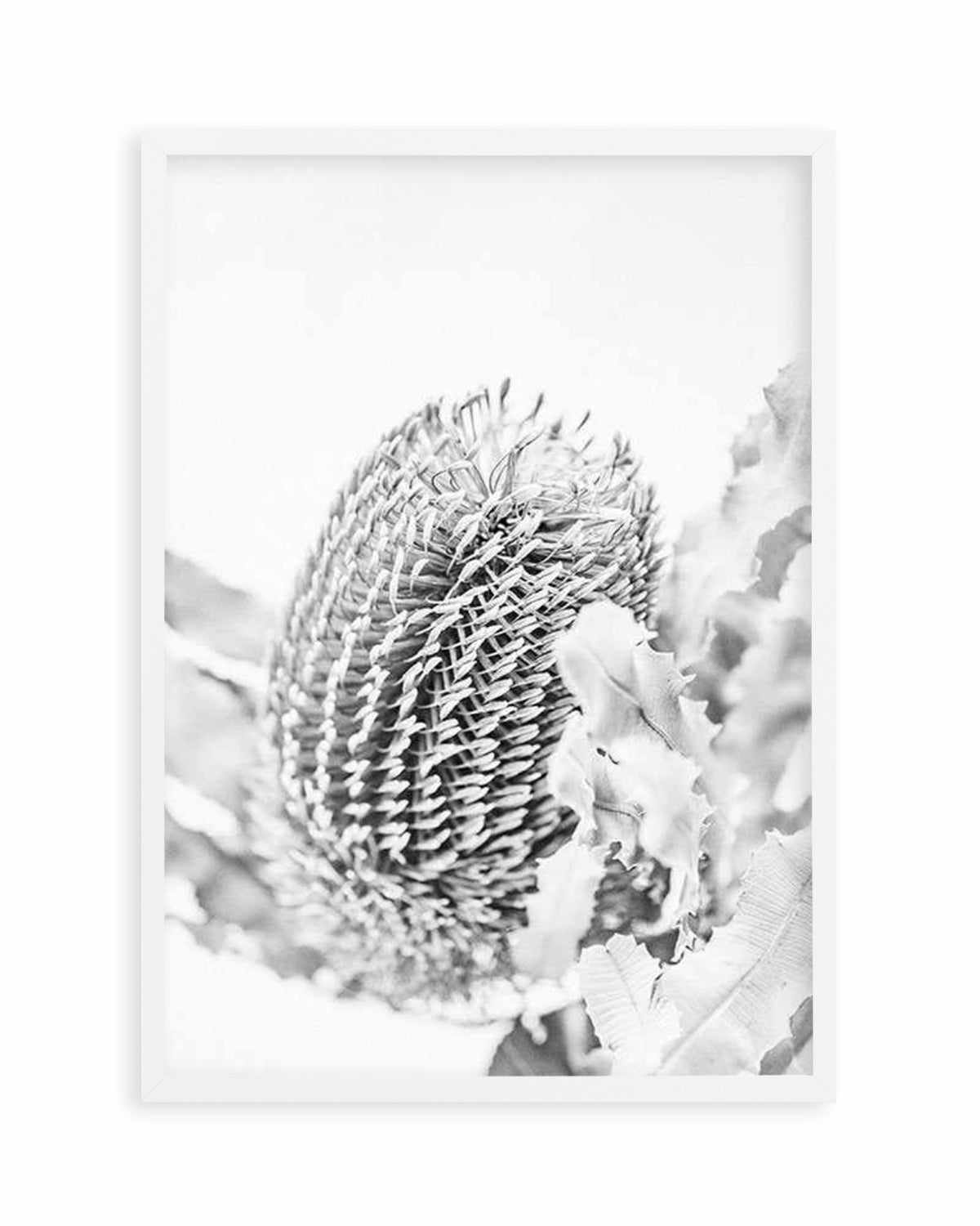 Banksia II B&W Art Print