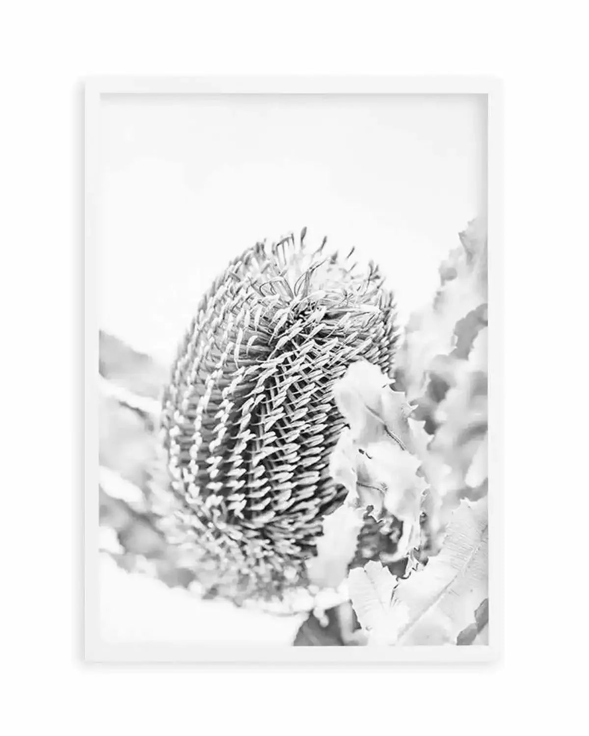 Banksia II B&W Art Print from Olive et Oriel where you can shop wallpaper and artworks online