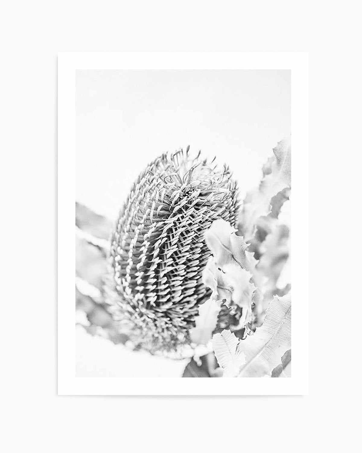 Banksia II B&W Art Print