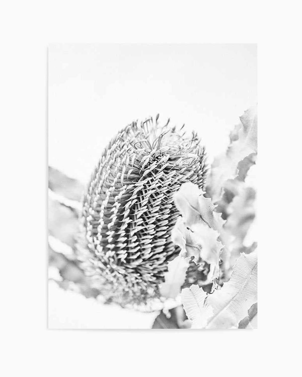 Banksia II B&W Art Print