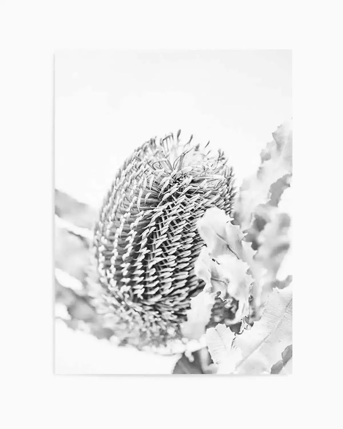 Banksia II B&W Art Print from Olive et Oriel where you can shop wallpaper and artworks online