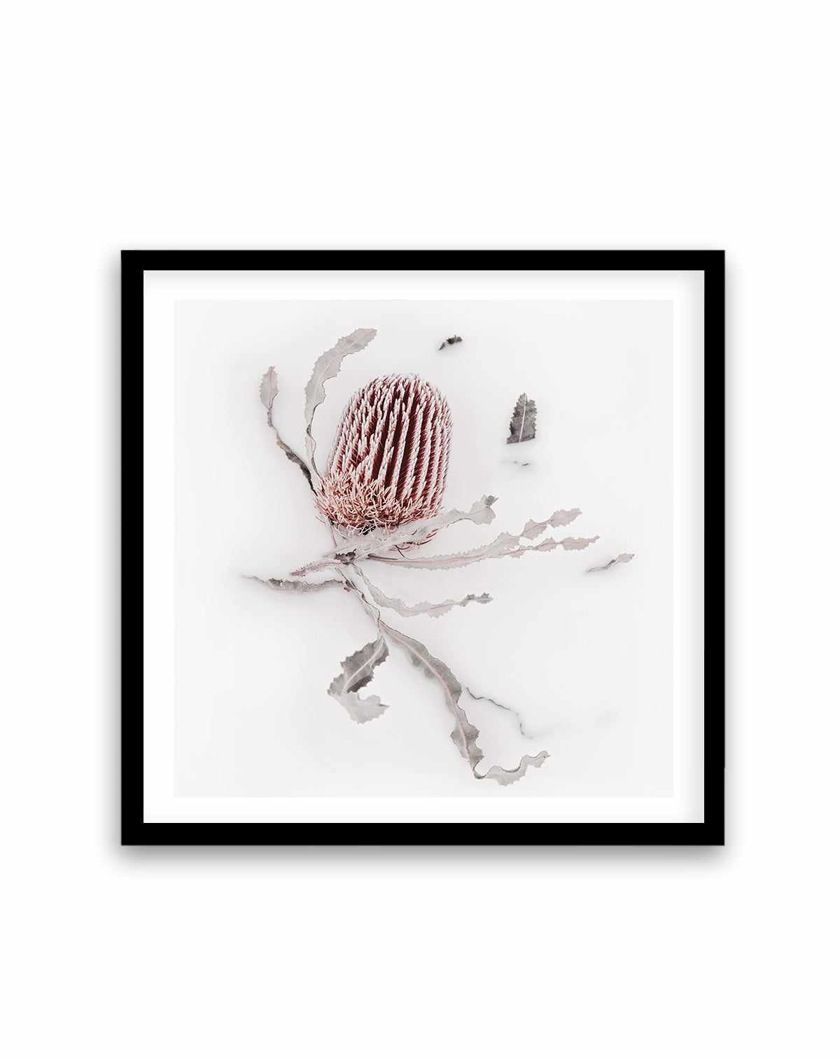 Banksia III | Art Print