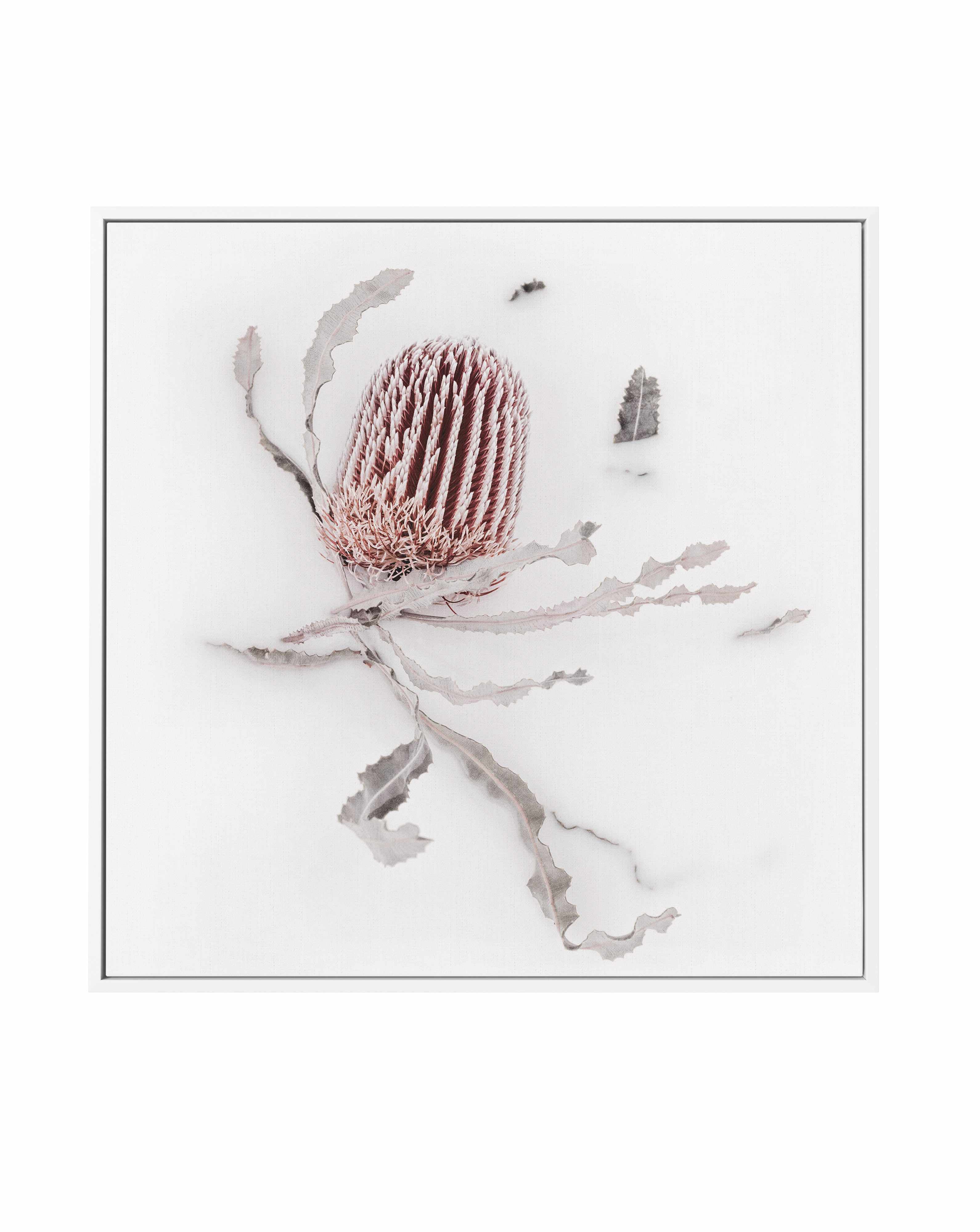 Banksia III | Framed Canvas Art Print