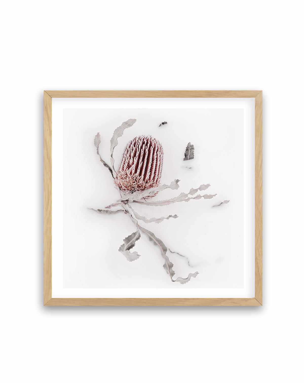 Banksia III | Art Print