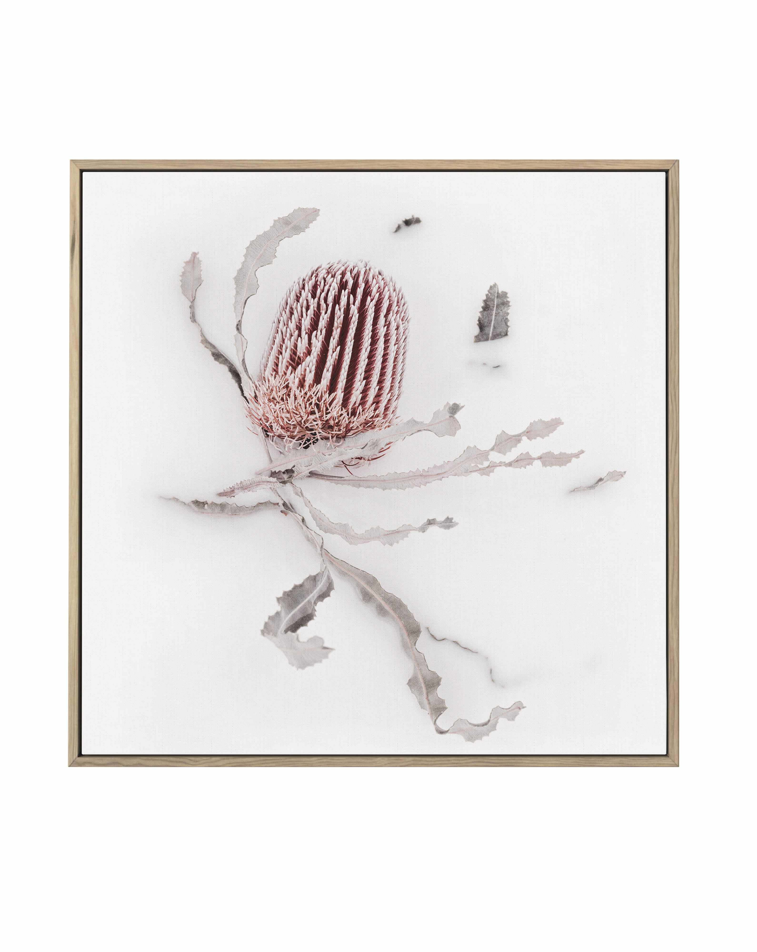 Banksia III | Framed Canvas Art Print