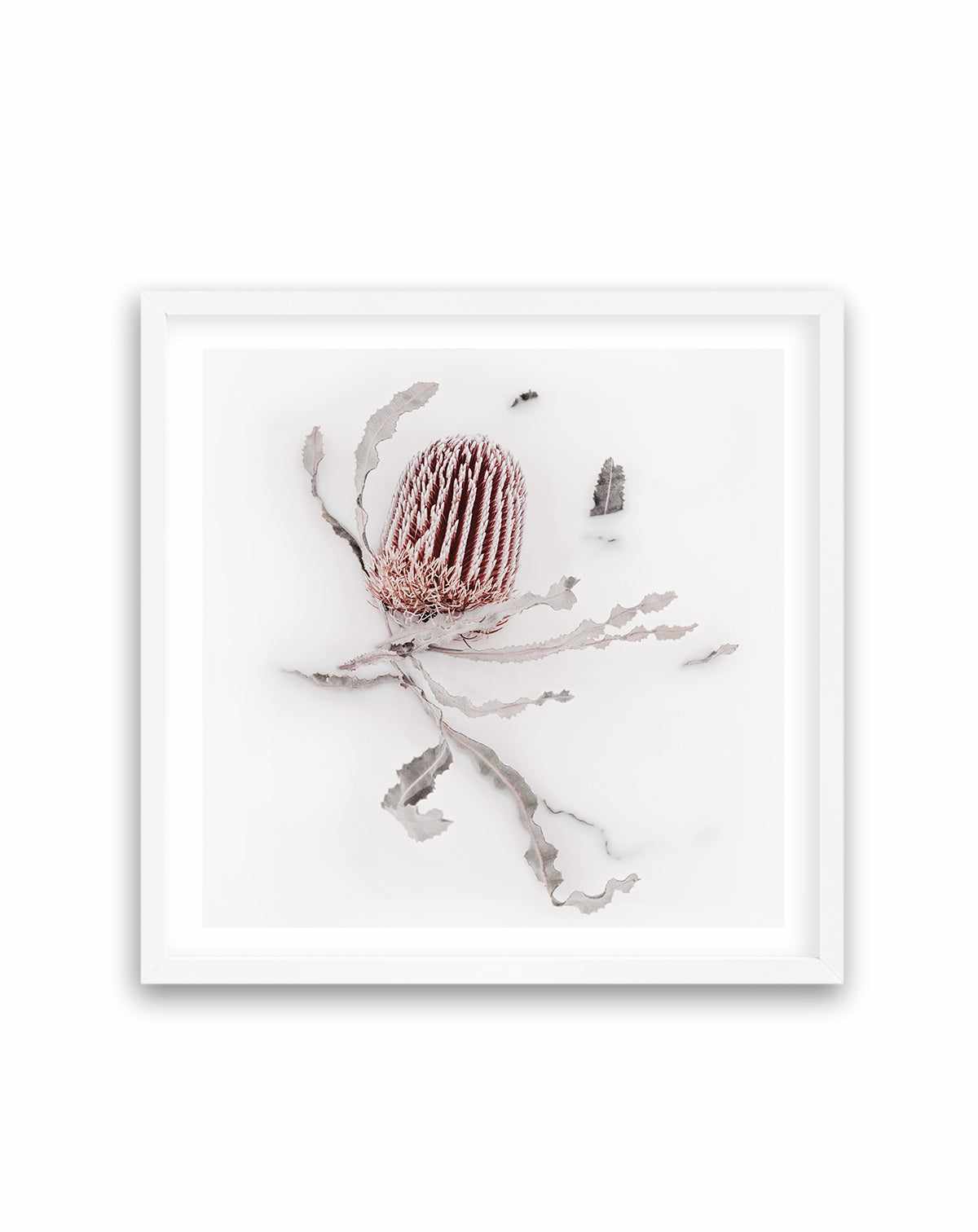 Banksia III | Art Print