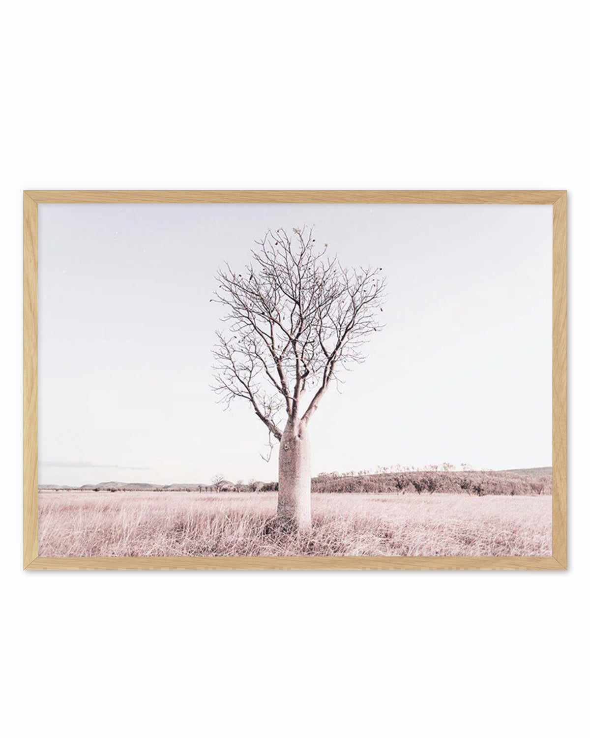 Baobab Tree | Western Australia Art Print