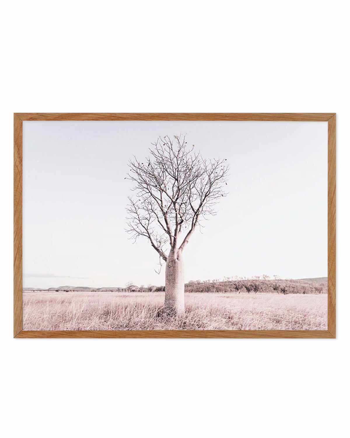 Baobab Tree | Western Australia Art Print