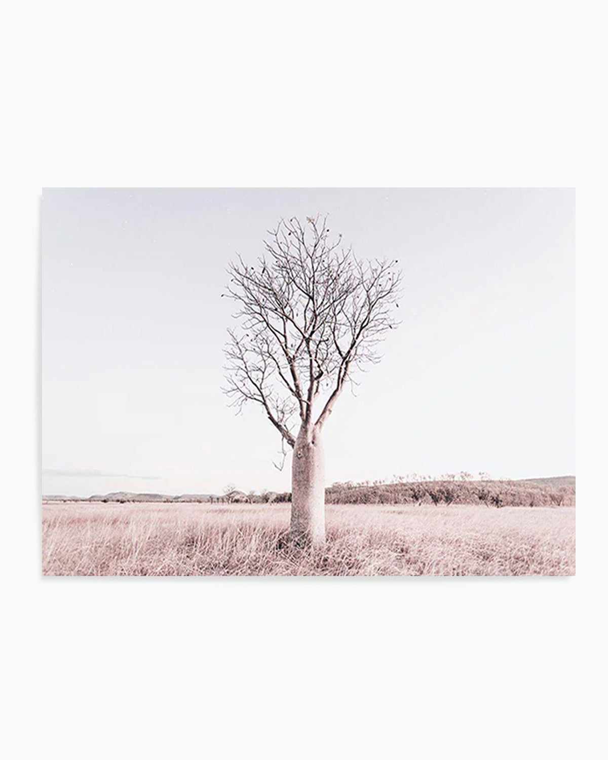 Baobab Tree | Western Australia Art Print