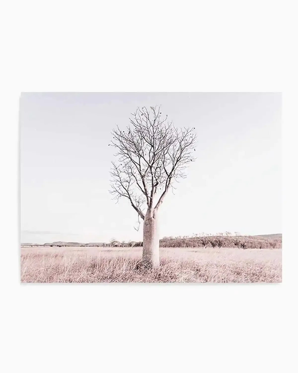 Baobab Tree | Western Australia Art Print from Olive et Oriel where you can shop wallpaper and artworks online
