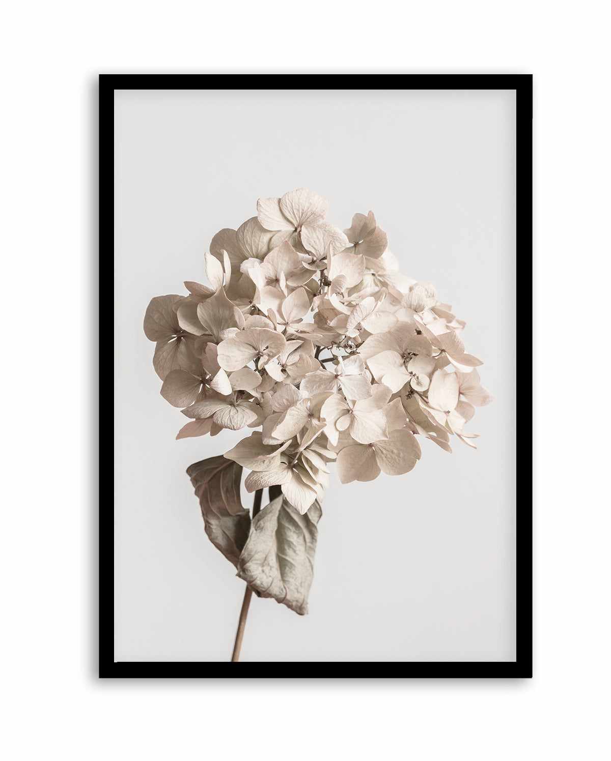 Beige Dried Flower By Studio III | Art Print