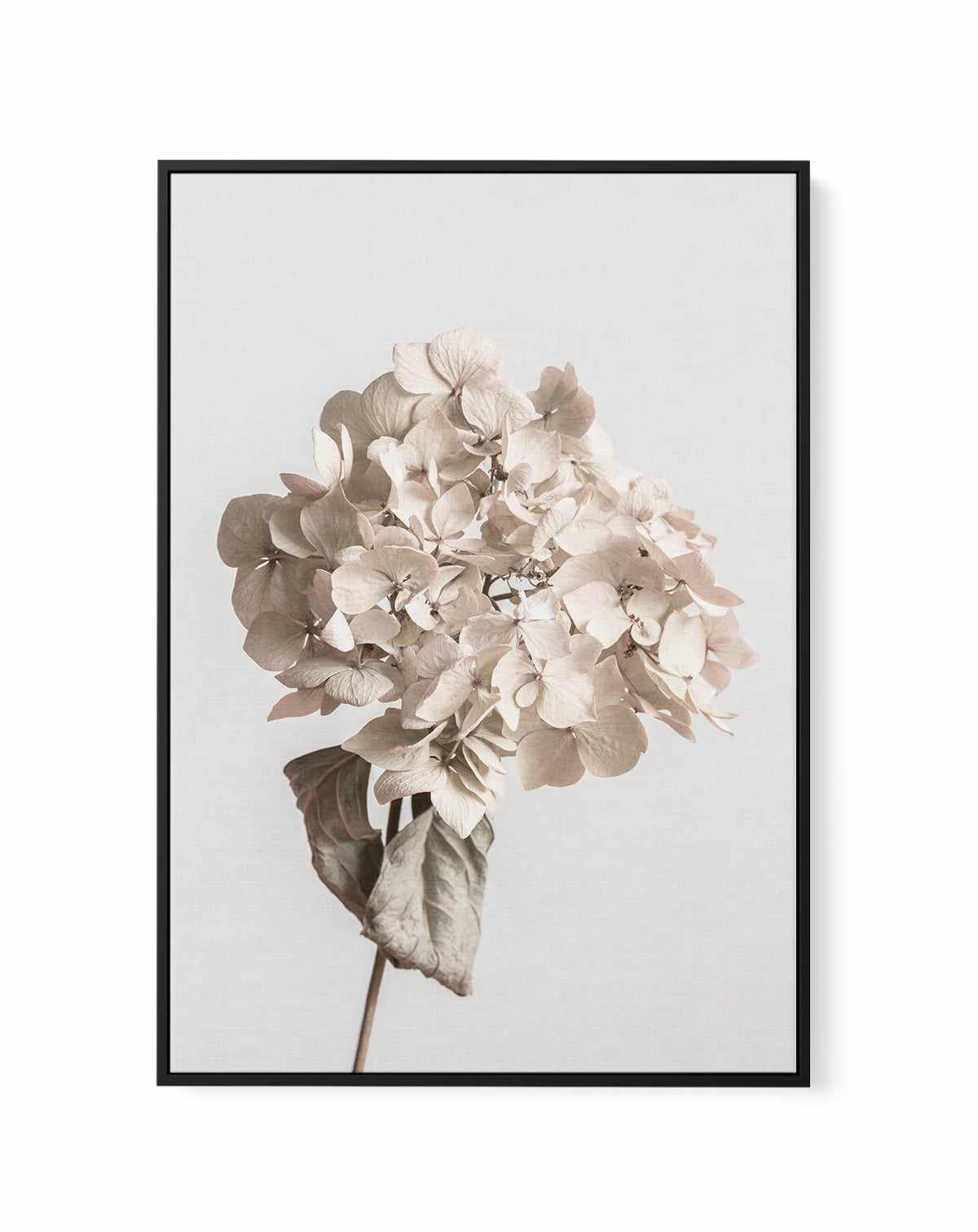 Beige Dried Flower By Studio III | Framed Canvas Art Print