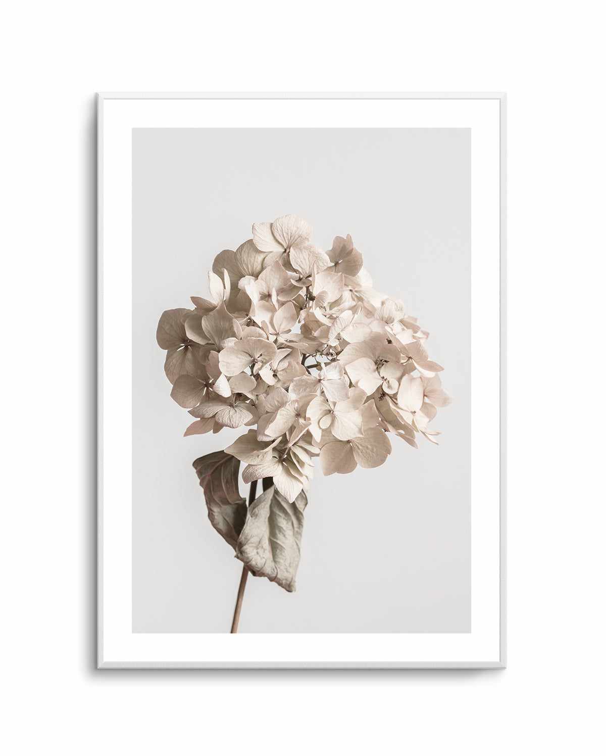 Beige Dried Flower By Studio III | Art Print