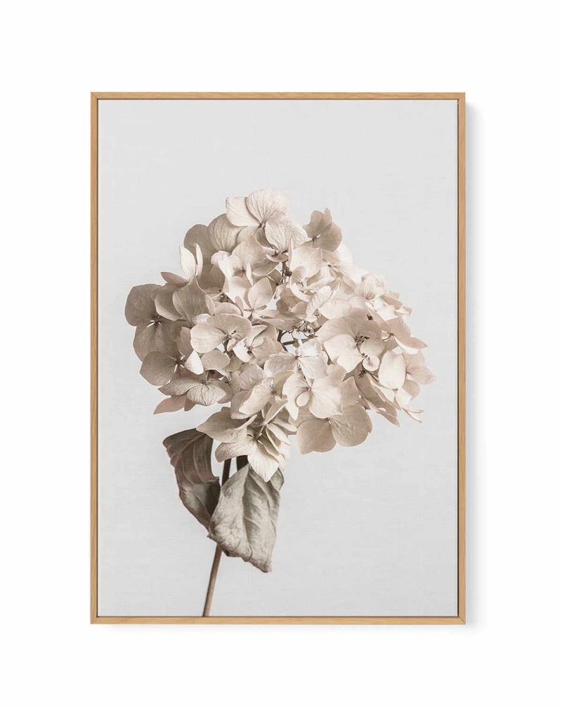 Beige Dried Flower By Studio III | Framed Canvas Art Print