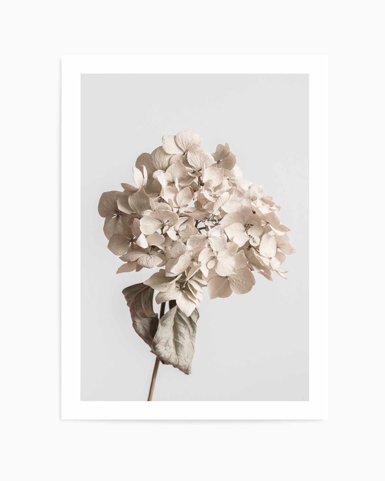 Beige Dried Flower By Studio III | Art Print