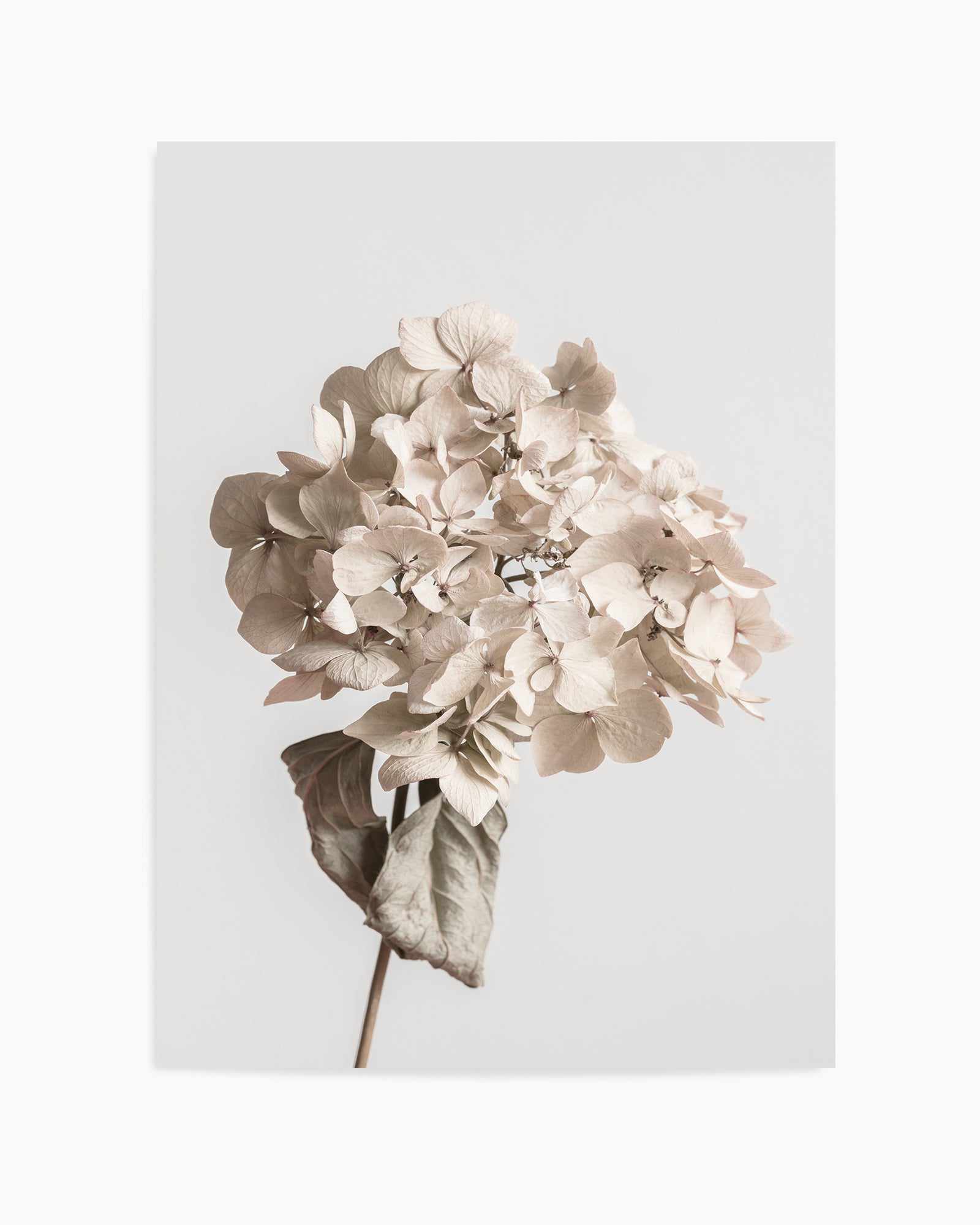 Beige Dried Flower By Studio III | Art Print