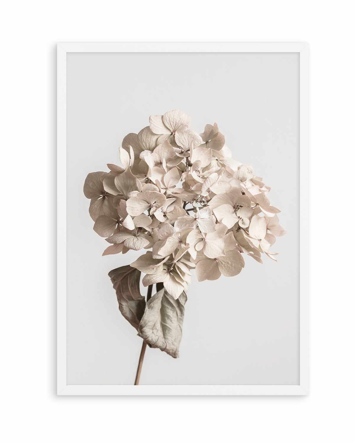 Beige Dried Flower By Studio III | Art Print