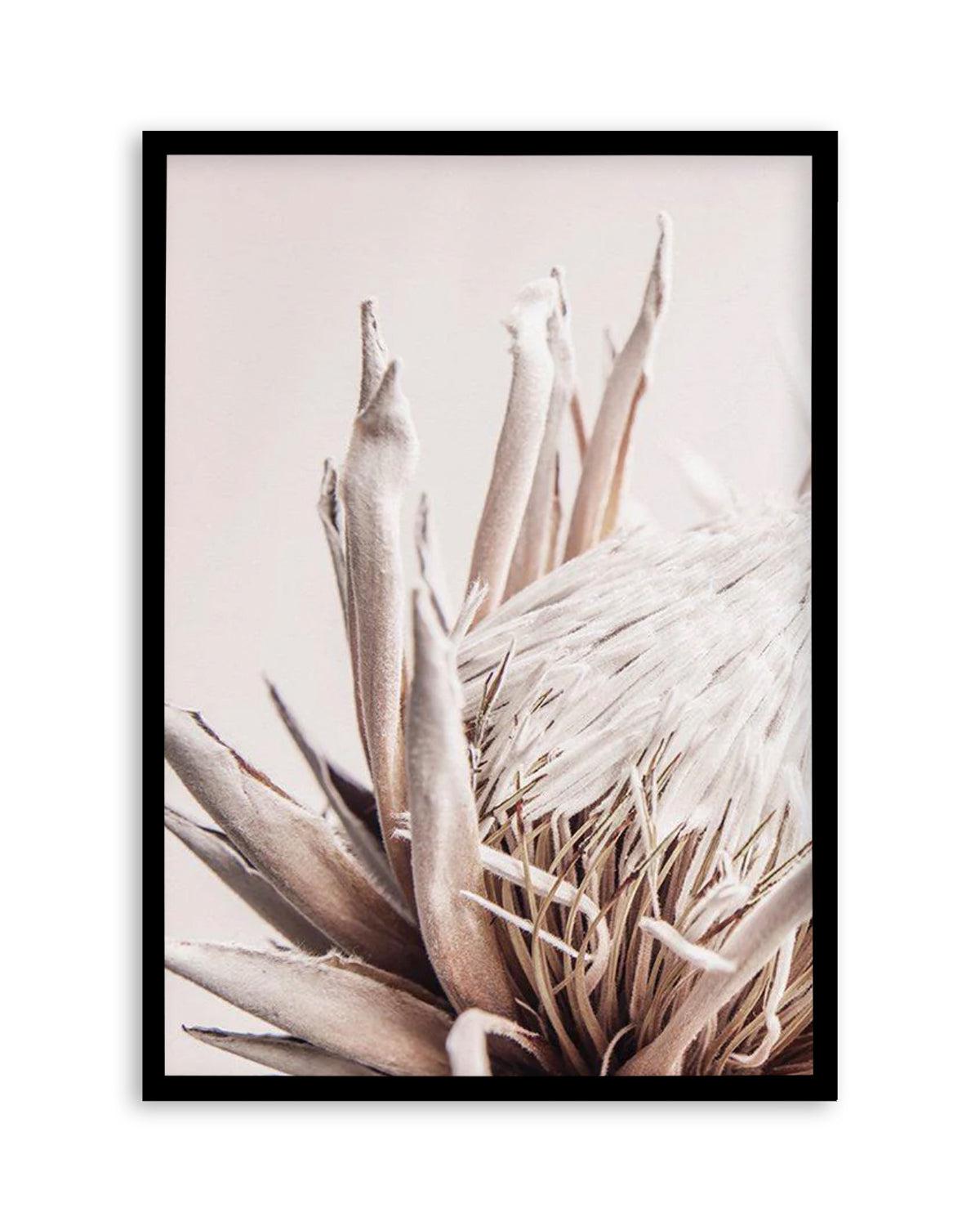 Beige Protea | PT Art Print