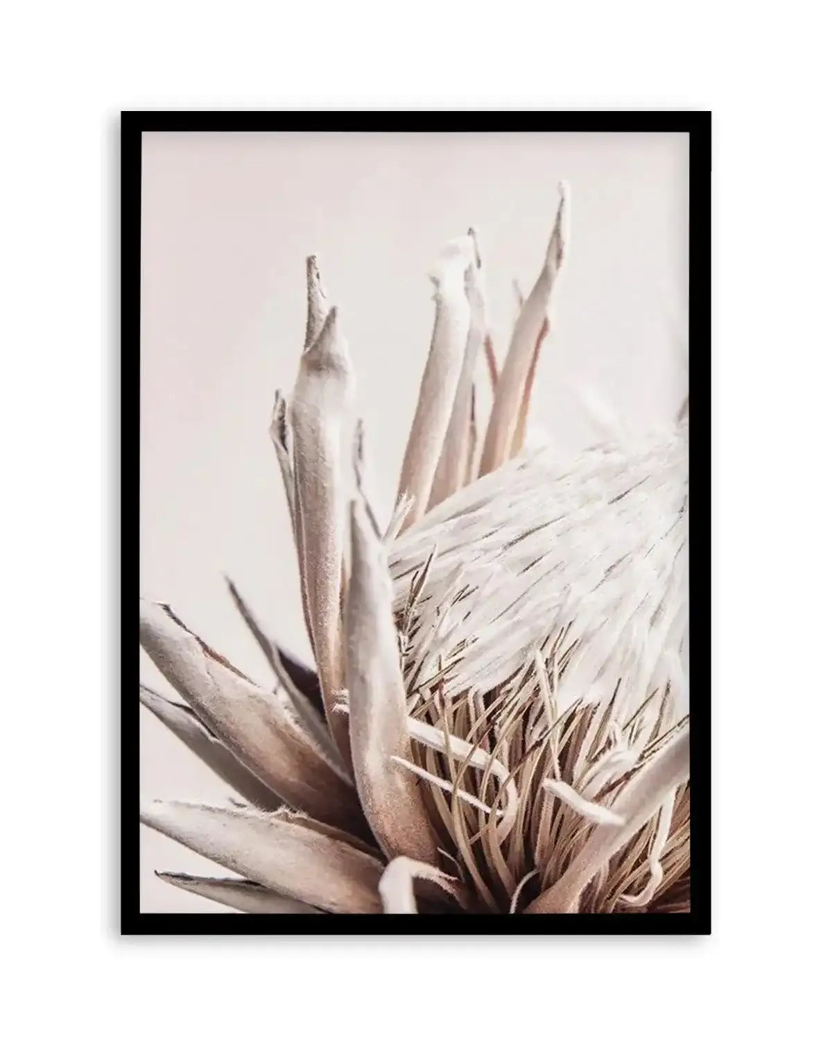 Beige Protea | PT Art Print from Olive et Oriel where you can shop wallpaper and artworks online