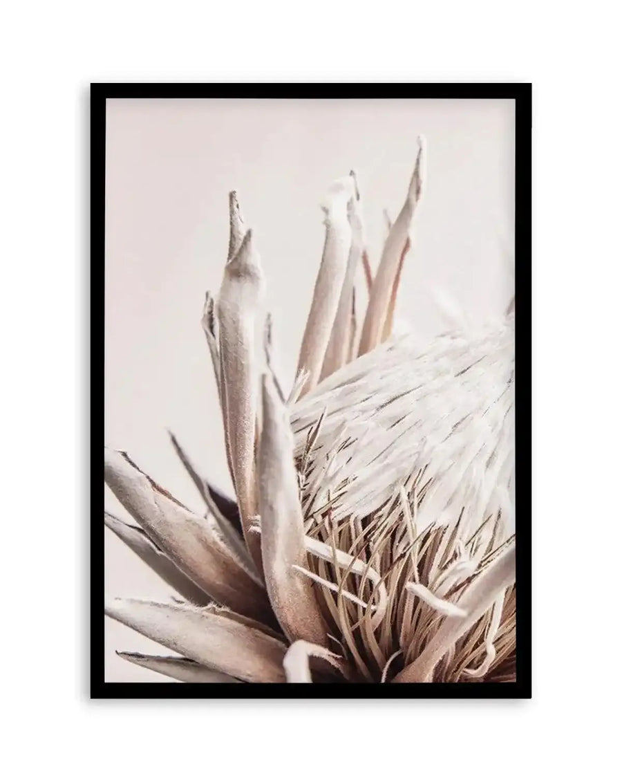 Beige Protea  PT Art Print art print, framed