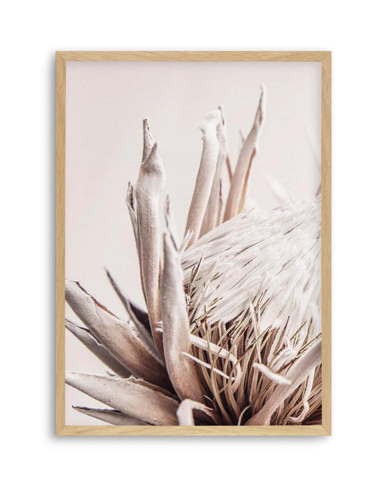 Beige Protea | PT Art Print