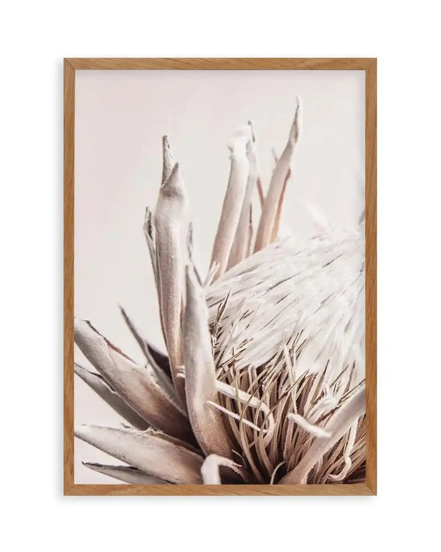 Beige Protea  PT Art Print art print, framed