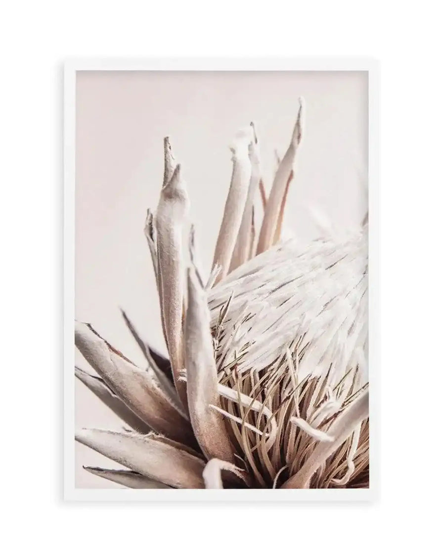 Beige Protea  PT Art Print art print, framed