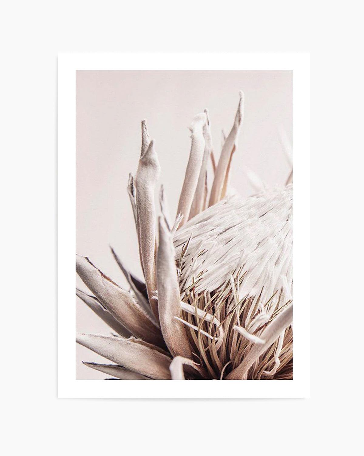 Beige Protea | PT Art Print