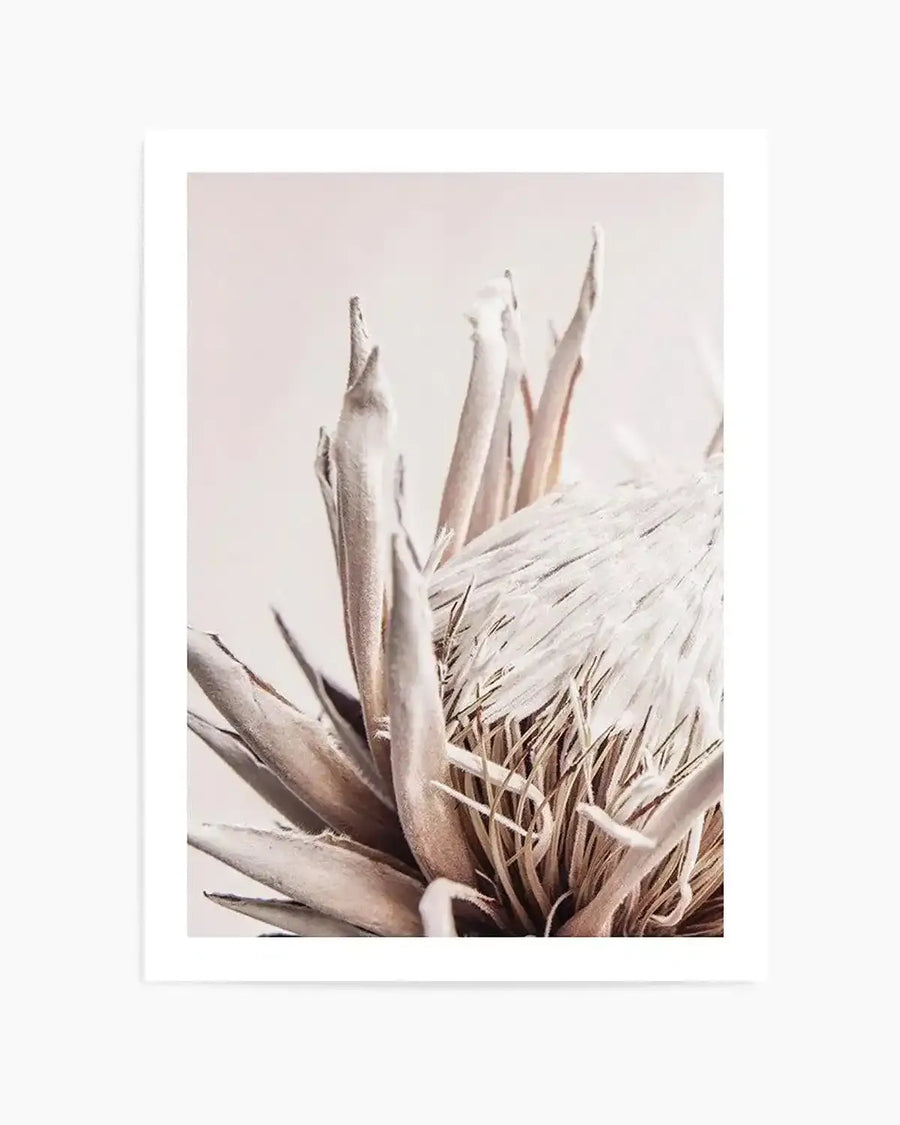 Beige Protea  PT Art Print art print, framed